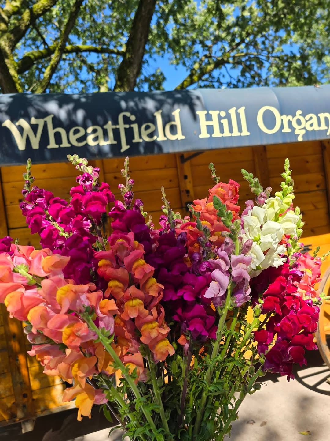 |Wheatfield Hill Organics