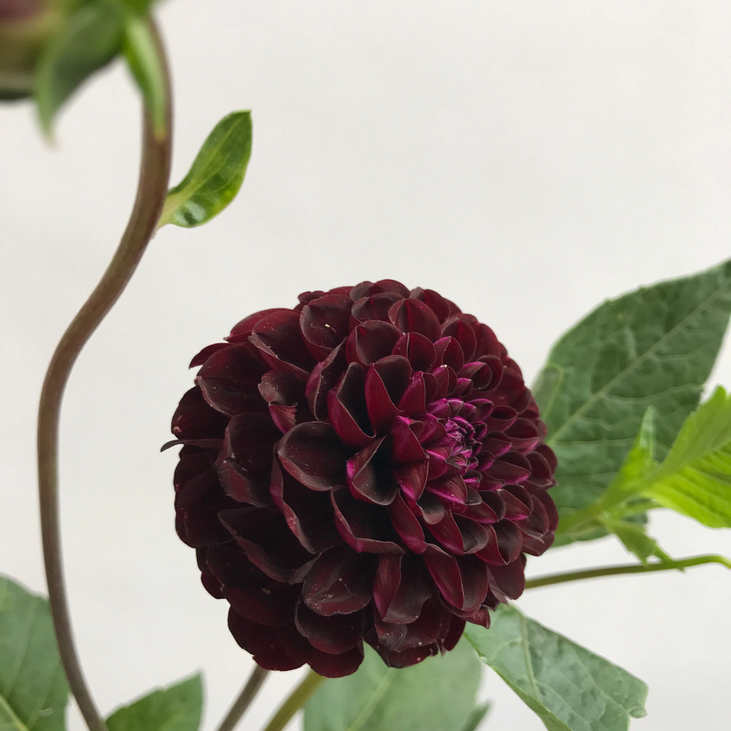 20260919 Dahlia Delight
