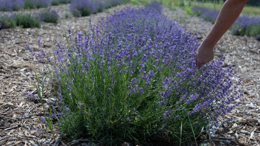 Lavender Bluff Farm Events