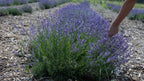 Lavender Bluff Farm Events