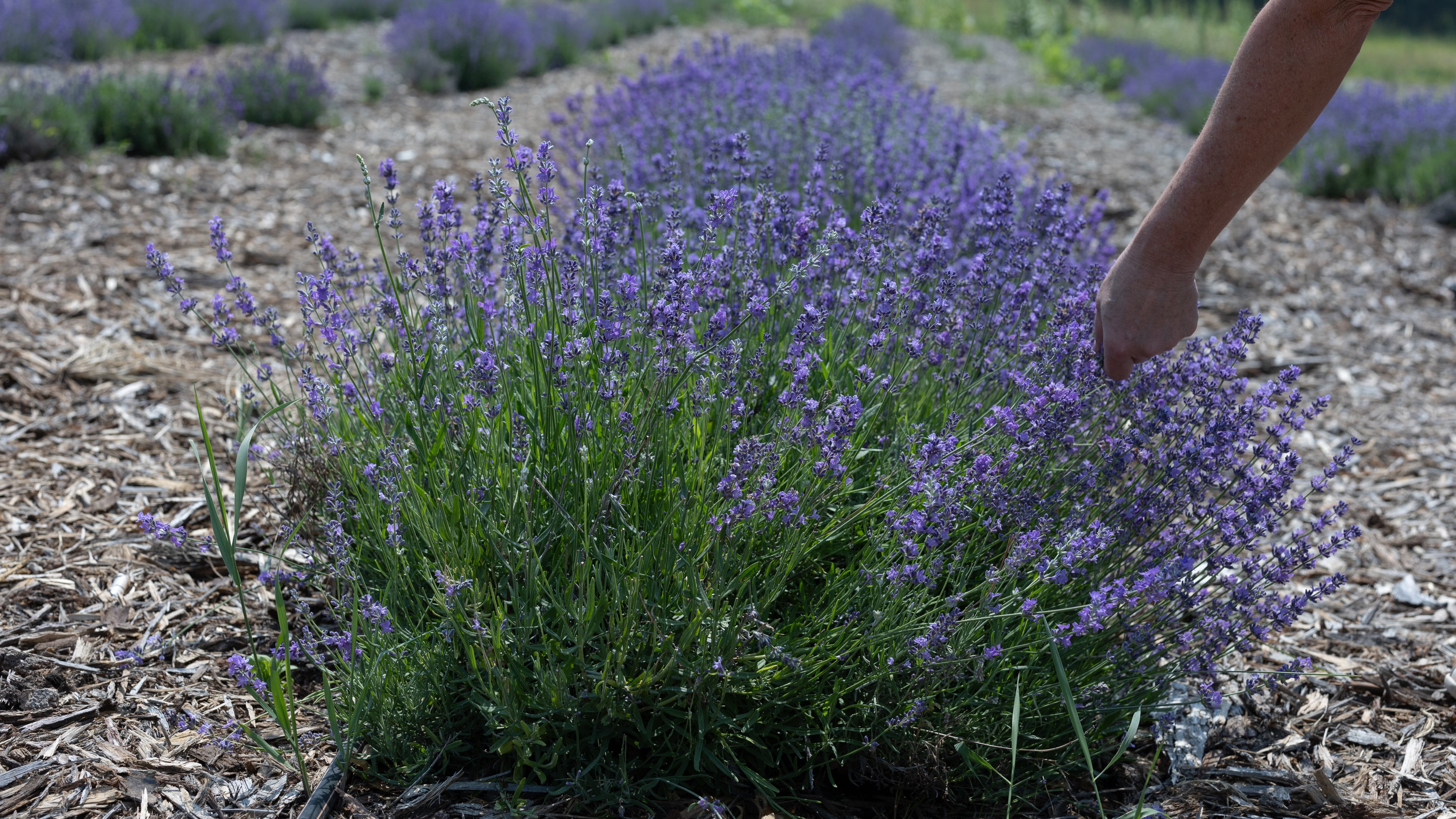 Lavender Bluff Farm Events