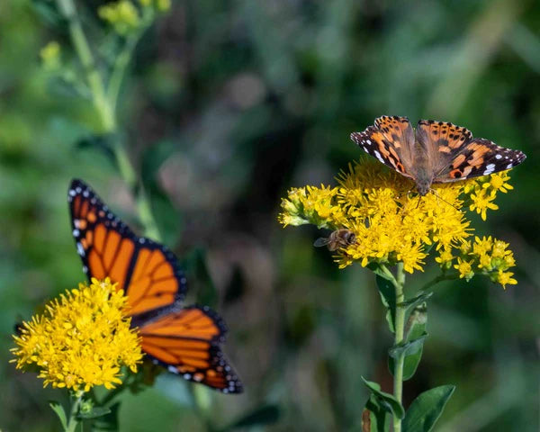 Cooper Hansen Nature Photography