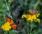 Cooper Hansen Nature Photography