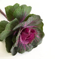 20261024 Kale & Herbs