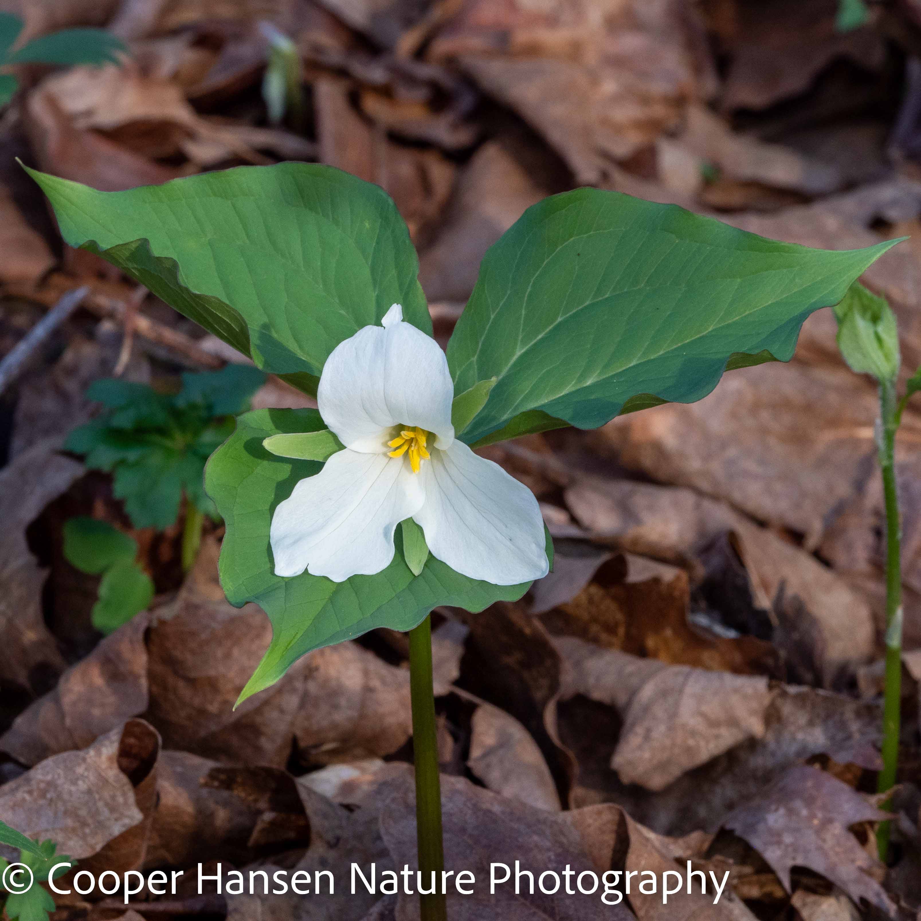20260509 Trillium Festival