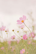 20260725 Wild Flowers Feat. Local Farmers