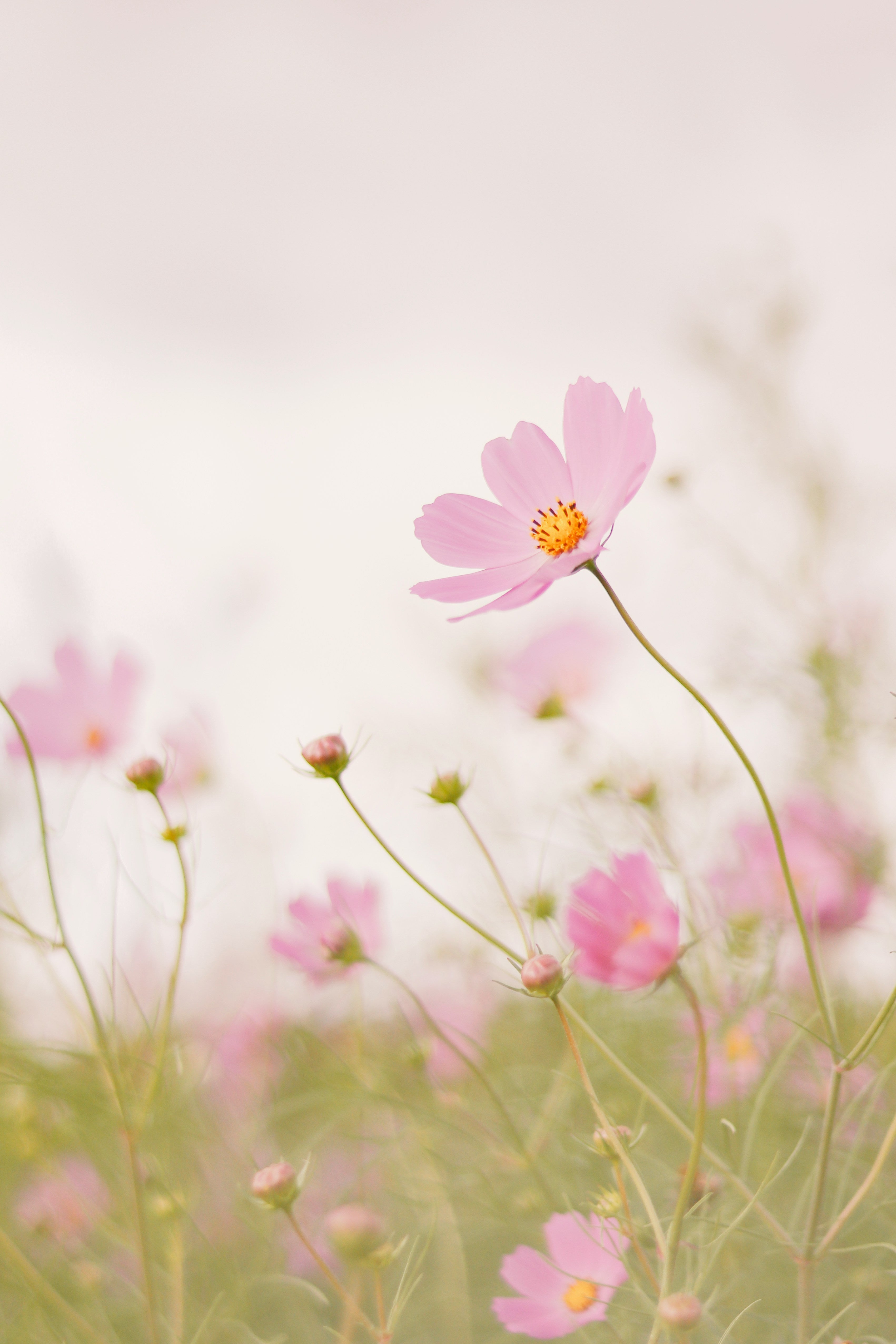 20260725 Wild Flowers Feat. Local Farmers
