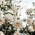 20260919 Garden Roses